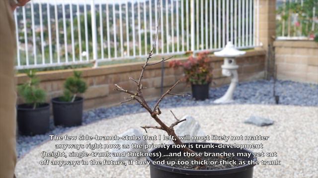 Nanking Cherry (or Satsuki Azalea) Pruning & Training Single-Trunk Informal-Upright Whip [Dec 2019] смотреть онлайн