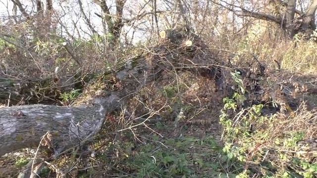 Доставка молока на усадьбу для теленка. смотреть онлайн