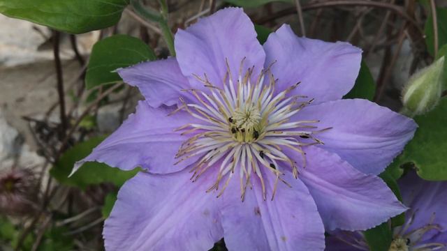 Clématite 'Clematis viticella Justa' Les fleurs lumineuses смотреть онлайн