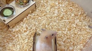 ВСЕ НАШИ ХОМЯЧАТА ЧАСТЬ 2/ ПРИРУЧАЮ ХОМКИ / КАК НАЗВАЛИ СИРИЙСКИХ ХОМЯЧКОВ / Alisa Easy Pets