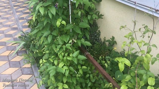 Увядание клематиса . смотреть онлайн