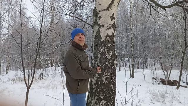 Наноберёза