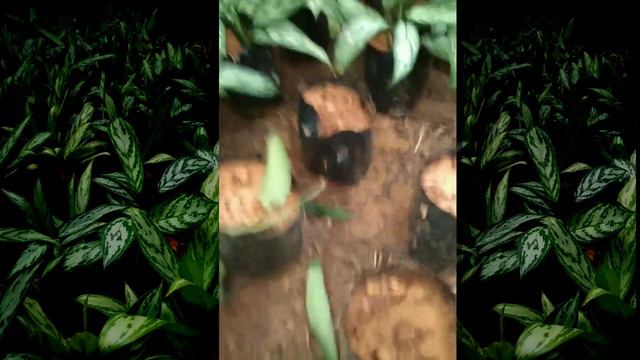 #aglaonema#tanamanhias#aglaonemasilverqueen || Membudidayakan tanaman aglaonema silverqueen смотреть онлайн