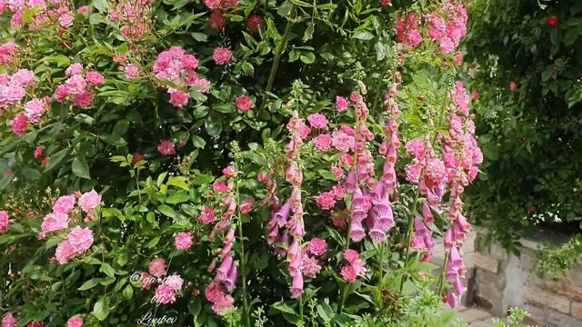 Наперстянка (колокольчик) / Digitalis смотреть онлайн