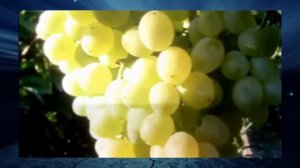 Виноград Русбол