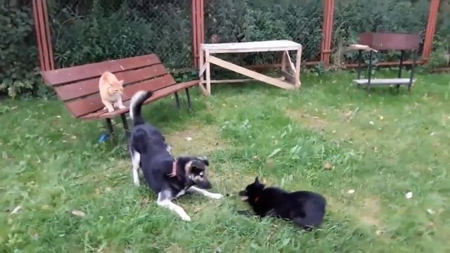 Кот защищает свою собаку смотреть онлайн