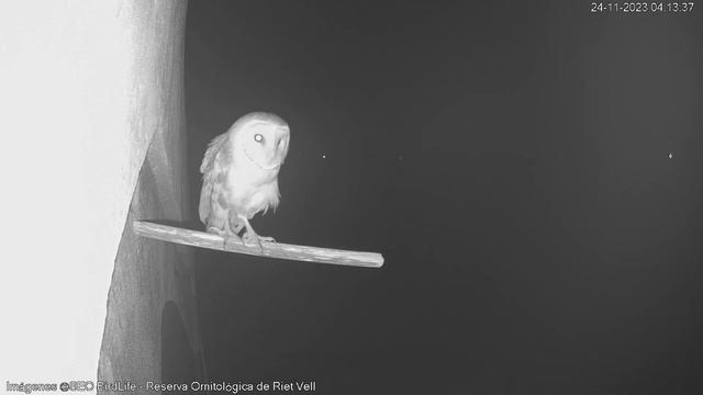 BÚHO CHICO - Reserva Natural Riet Vell - Delta del Ebro смотреть онлайн