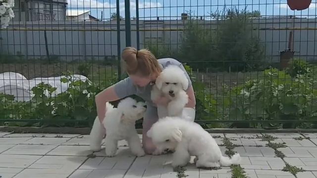 питомник Изумруд Сибири- Бишон Фризе смотреть онлайн