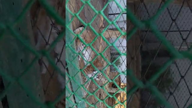 Рысь рычит смотреть онлайн