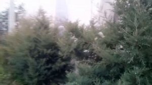 Зелёный забор из можжевельника. Подстригаю можжевельник часть 2.
