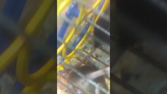 Мышонак аткрыл гласки и уже ходит все нашы пушистые животные смотреть онлайн