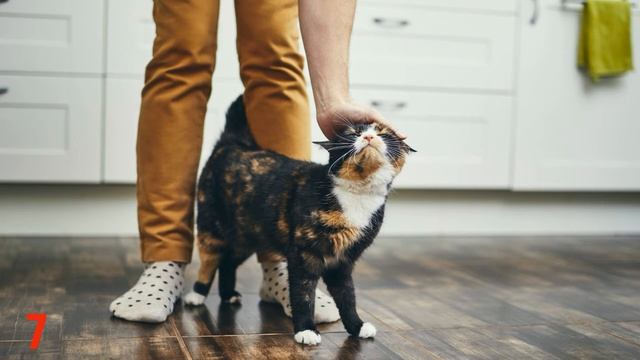 ЗАЧЕМ КОШКАМ УСЫ? / 15 ФАКТОВ О КОШКАХ, КОТОРЫЕ ВЫ НЕ ЗНАЛИ смотреть онлайн