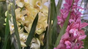 Орхидеи ЦИМБИДИУМ Красивые Сорта к Рождеству! Лондон. Садовый центр.