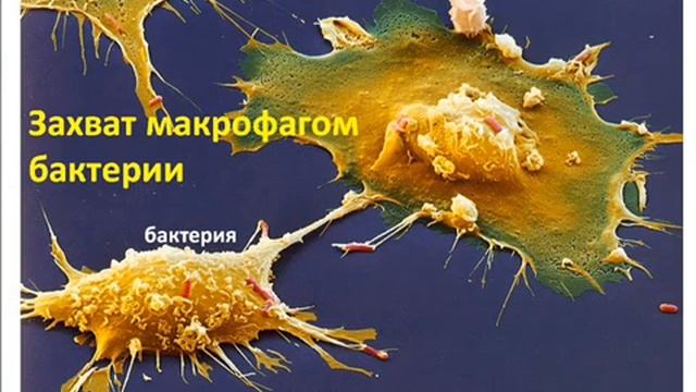 Стерилизатор – прибор для обеззараживания воды. Очищает воду от патогенных микроорганизмов. смотреть онлайн