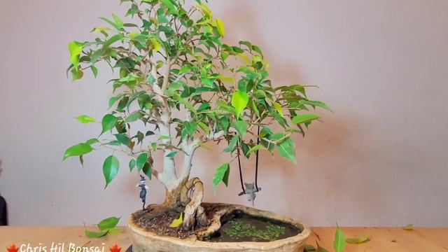 Bonsai Ficus benjamina before and after pruning. смотреть онлайн