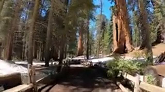 California Trip Day 6 Kings Canyon National Park Grant Grove Giant Sequoia Trees смотреть онлайн
