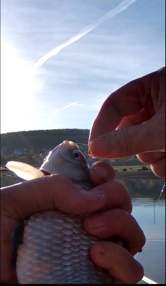 Захватывающий момент! Ловля карася на поплавочку! #shorts смотреть онлайн