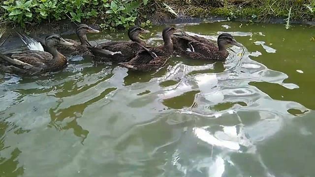 ???Утки растут, как на дрожжах???