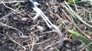 Капельный полив для малины.