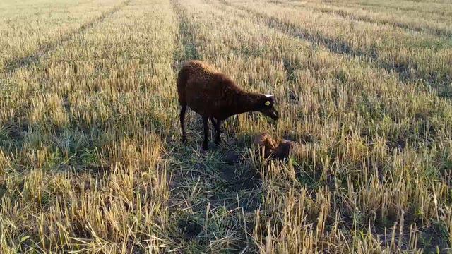 Ягнёнок родился