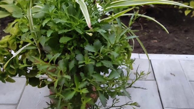 Мелкоцветковые, красивоцветущие, вегетативные Бакопы, Немезия, семенные Лобелии. Сезон 2023.