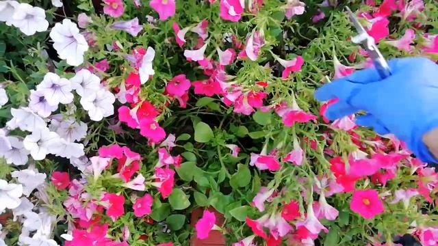 ЭКСПЕРИМЕНТ С ПЕТУНИЕЙ АМПЕЛЬНОЙ.СТРИЧЬ ИЛИ ОБОЙТИСЬ БЕЗ СТРИЖКИ В АВГУСТЕ.ФОРМИРУЮ ОБМАННЫМ ПУТЁМ. смотреть онлайн