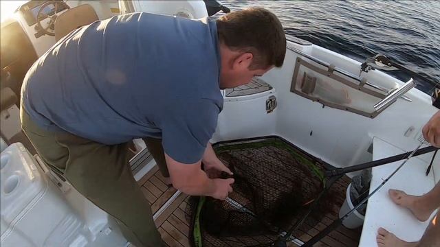 Ловля судака на троллинг. Ладожское озеро. 2020год. смотреть онлайн