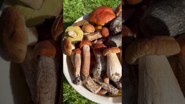 Грибной сезон #shorts смотреть онлайн