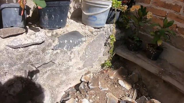 EL JARDIN DE UN SUSCRIPTOR ( PLANTAS BELLISIMAS ) #146 смотреть онлайн