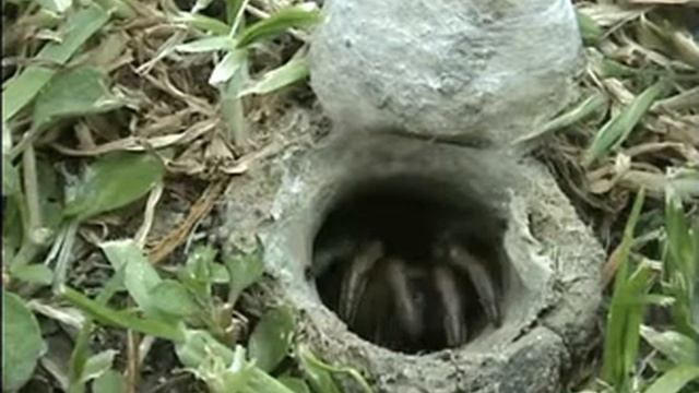 Паук-отшельник смотреть онлайн