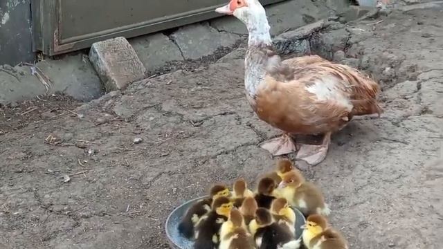 Как содержать маленьких утят и чем кормить? Буду учиться смотреть онлайн