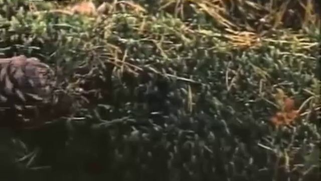 Видео о животных тайги смотреть онлайн