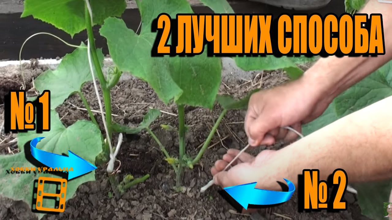 ПОДВЯЗКА ОГУРЦОВ 2 ЛУЧШИХ СПОСОБА. ТЕХНОЛОГИЯ ВЫРАЩИВАНИЯ ОГУРЦОВ. ПОЛОЛЬНИК. САД (ОГОРОД) И ТЕПЛИЦА смотреть онлайн