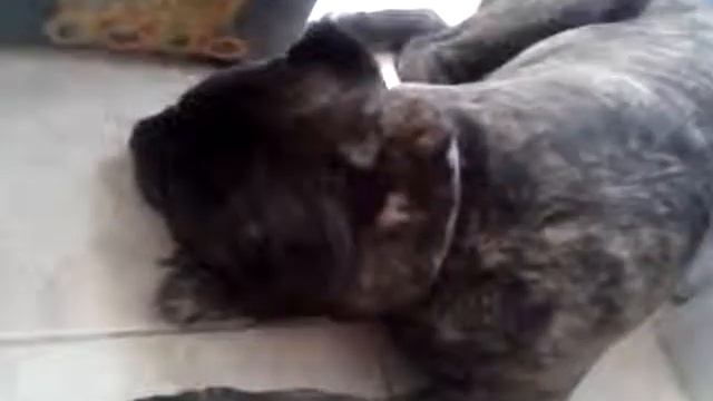 Собака храпит смотреть онлайн