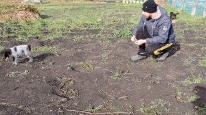 КАК НАУЧИТЬ СОБАКУ ПРИНОСИТЬ МЯЧ (ХОТЬ ЧТО) ЗА 12 МИНУТ?⚽👢💰 ДРАТХААР ЛИНА