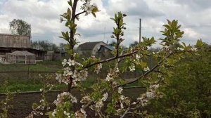 Задержка цветения на побегах второго порядка у алычи. Уход от возвратных заморозков.