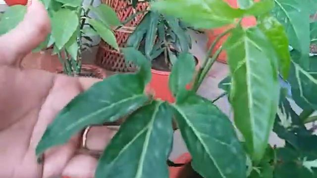 My Syngonium Collection//Arrowheads Plant collection and care// Green Garden RBL💐 смотреть онлайн
