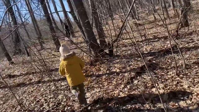 Выезд в лес, сбор березового сока! Встретили ежика , ящерицу и много других интересных насекомых ! смотреть онлайн