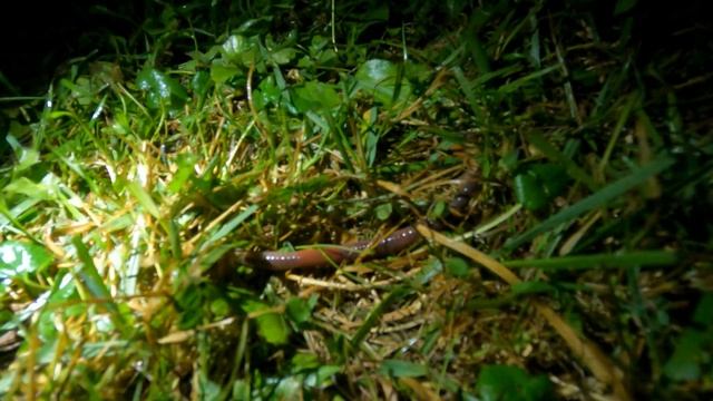 КАК СОБРАТЬ ВЫПОЛЗКОВ ДЛЯ РЫБАЛКИ В ЖАРУ смотреть онлайн