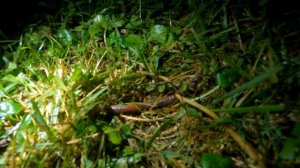 КАК СОБРАТЬ ВЫПОЛЗКОВ ДЛЯ РЫБАЛКИ В ЖАРУ