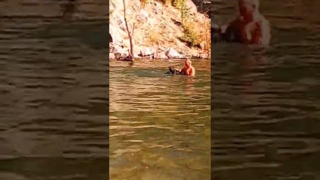 Собака боится воды и не умеет плавать смотреть онлайн