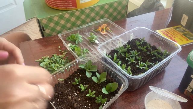 Черенкование калиброшки☺️ смотреть онлайн