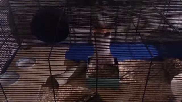 Побег хомяка из клетки смотреть онлайн