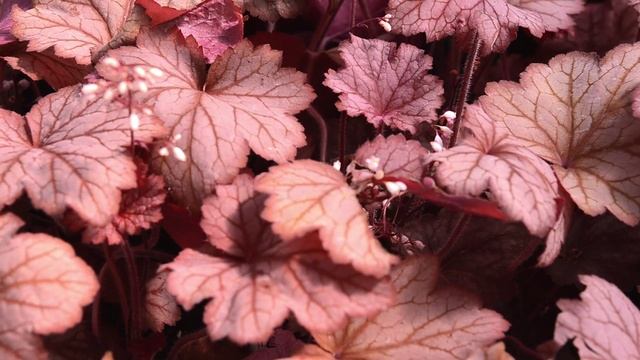 Heuchera Georgia Peach at Jackson and Perkins смотреть онлайн