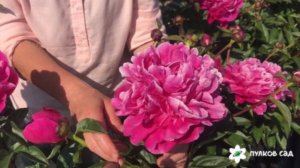 Red Sarah Bernhardt  Ред Сара Бернар. Пулков сад (2022 г)