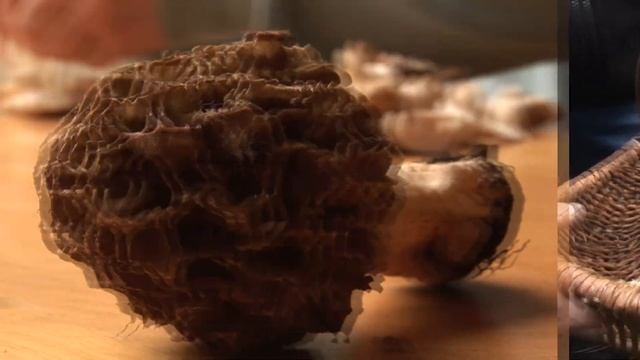 Comment Bien Réussir Votre Récolte Des Champignons