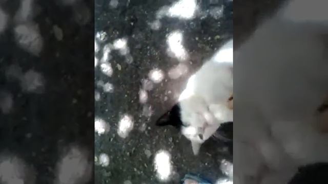 Мягкий живот и острые зубы кота Диего смотреть онлайн