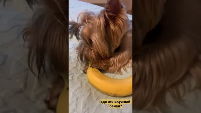 ЙОРК & БАНАН#shorts #funnydogs #йорк смотреть онлайн