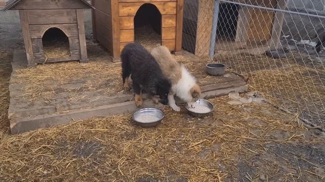 Собачка Плюша переехала к остальным хвостикам/ Каша для собак/Animals video смотреть онлайн