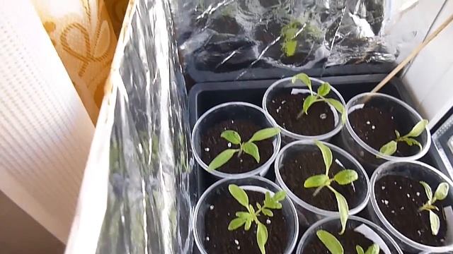 Отражатель света для рассады/ Лайфхак смотреть онлайн